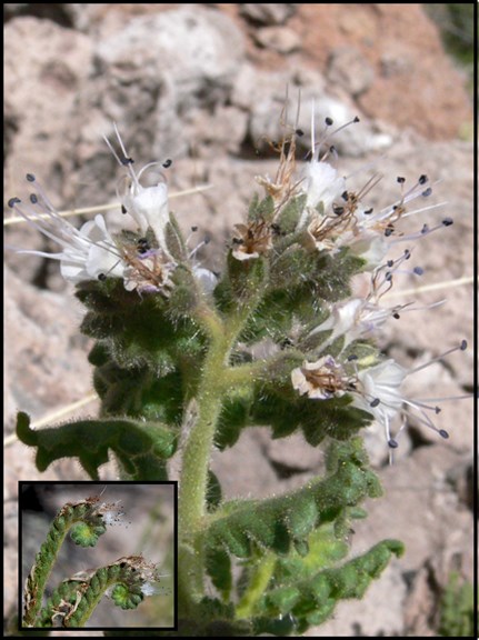 scorpionweed