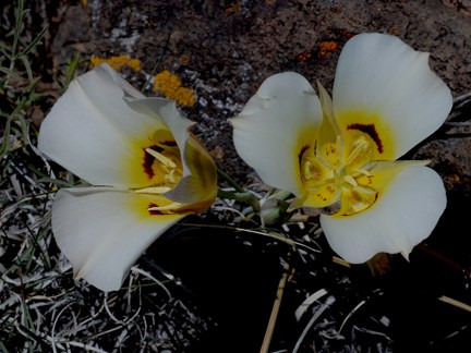sego lily pair