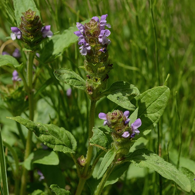selfheal