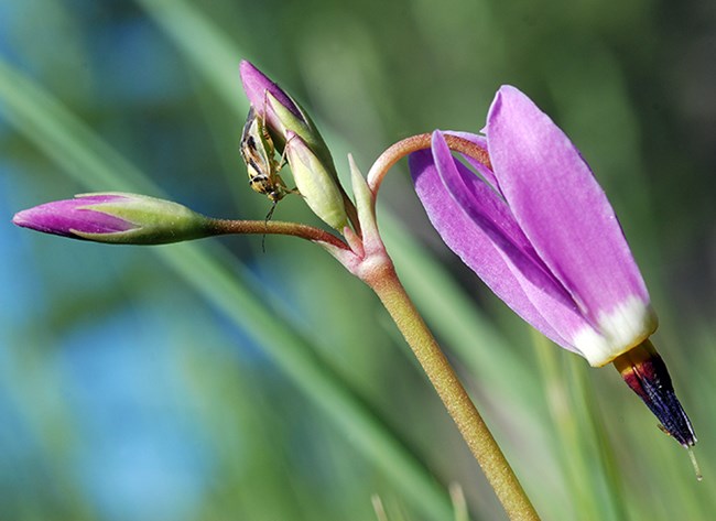 shooting star with bugs