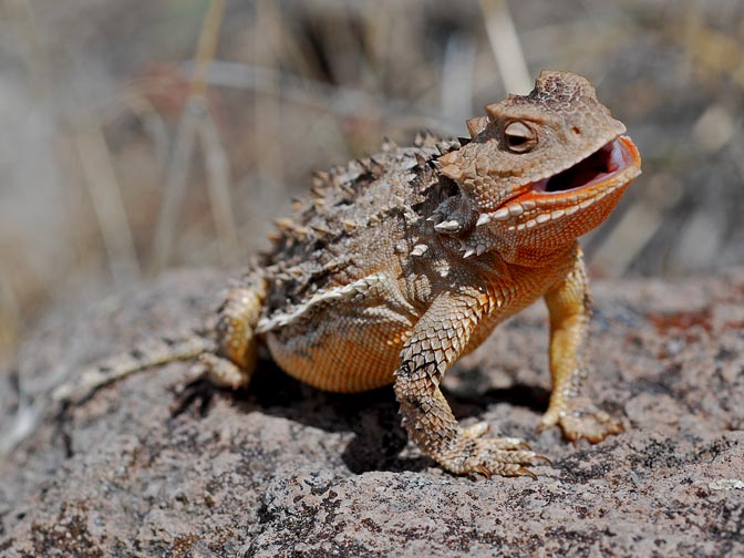 Horned sales lizard pet