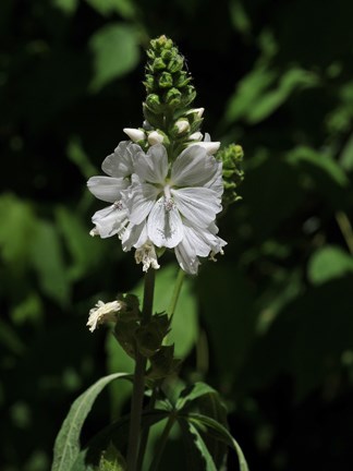 showy mallow 5