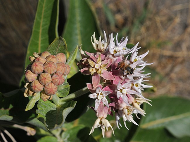 showy milkweed