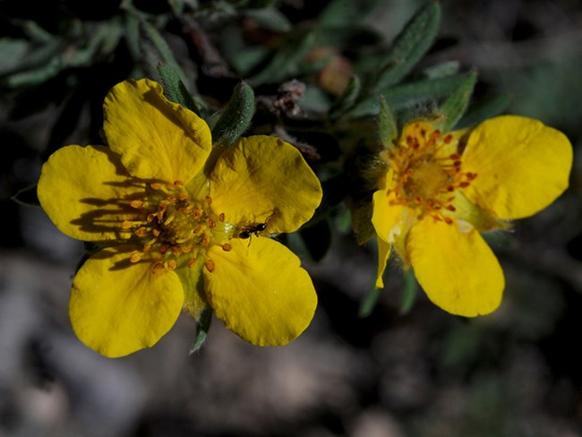 shrubby potentilla