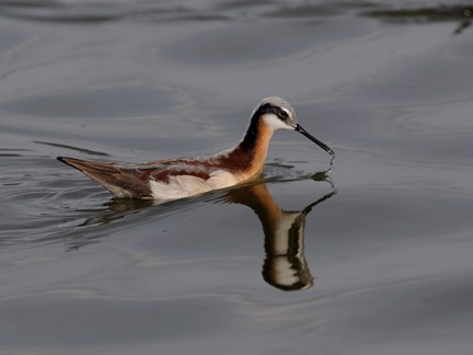 Wilson's Phalaropes