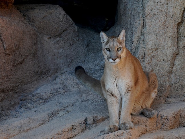 mountain lion