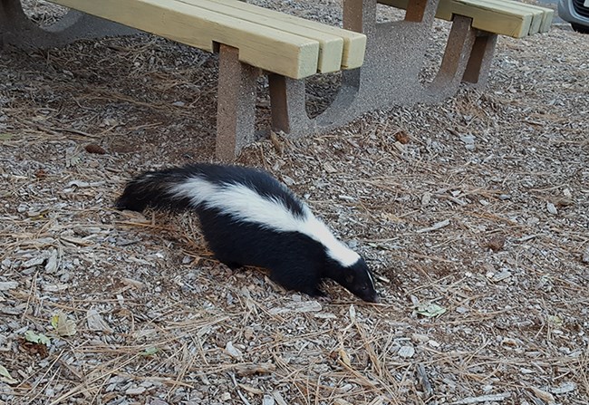 skunk 2
