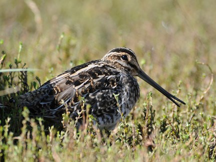 Wilson's Snipe