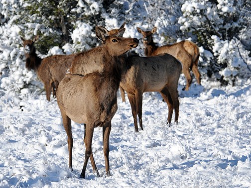 elk herd