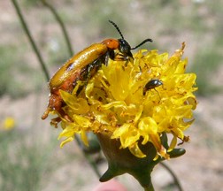 soldier beetle