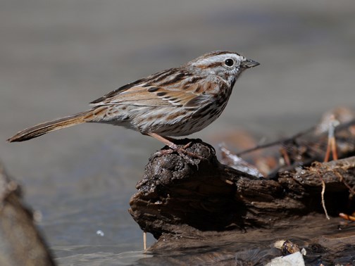 song sparrow