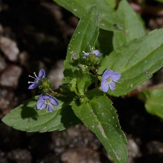 American Speedwell
