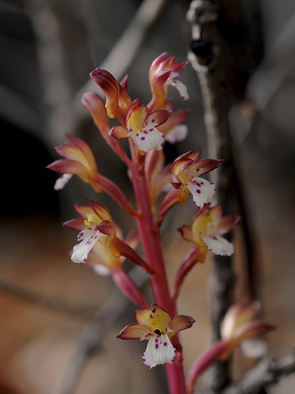spotted coral root