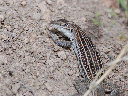 Identification Of Bandelier Reptiles Lizards And Skinks