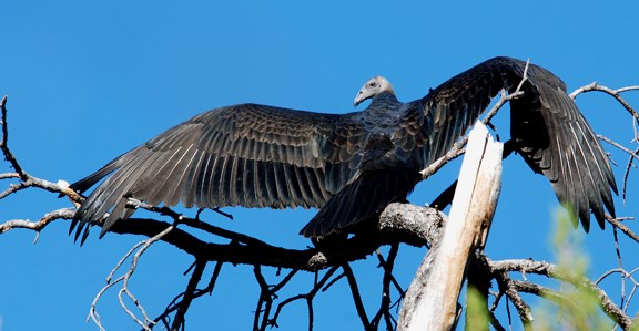 young turkey vulture