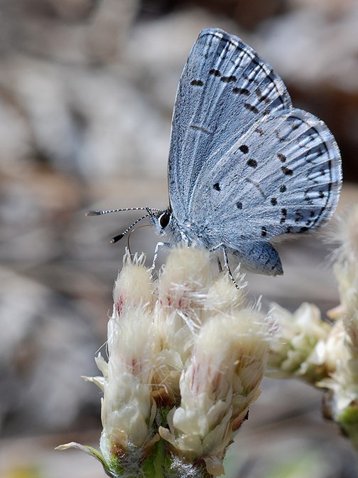 spring azure on pussy toes