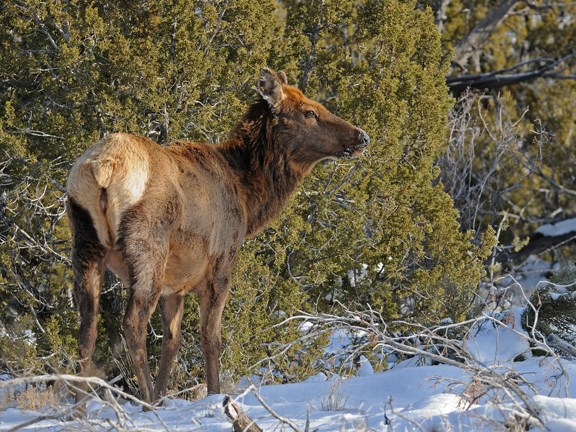 standing elk