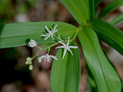 starflower 2