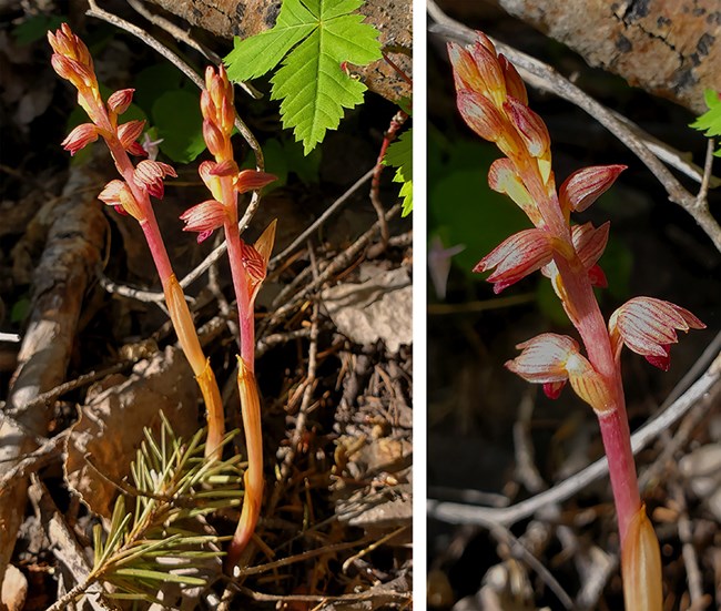 striped coralroot