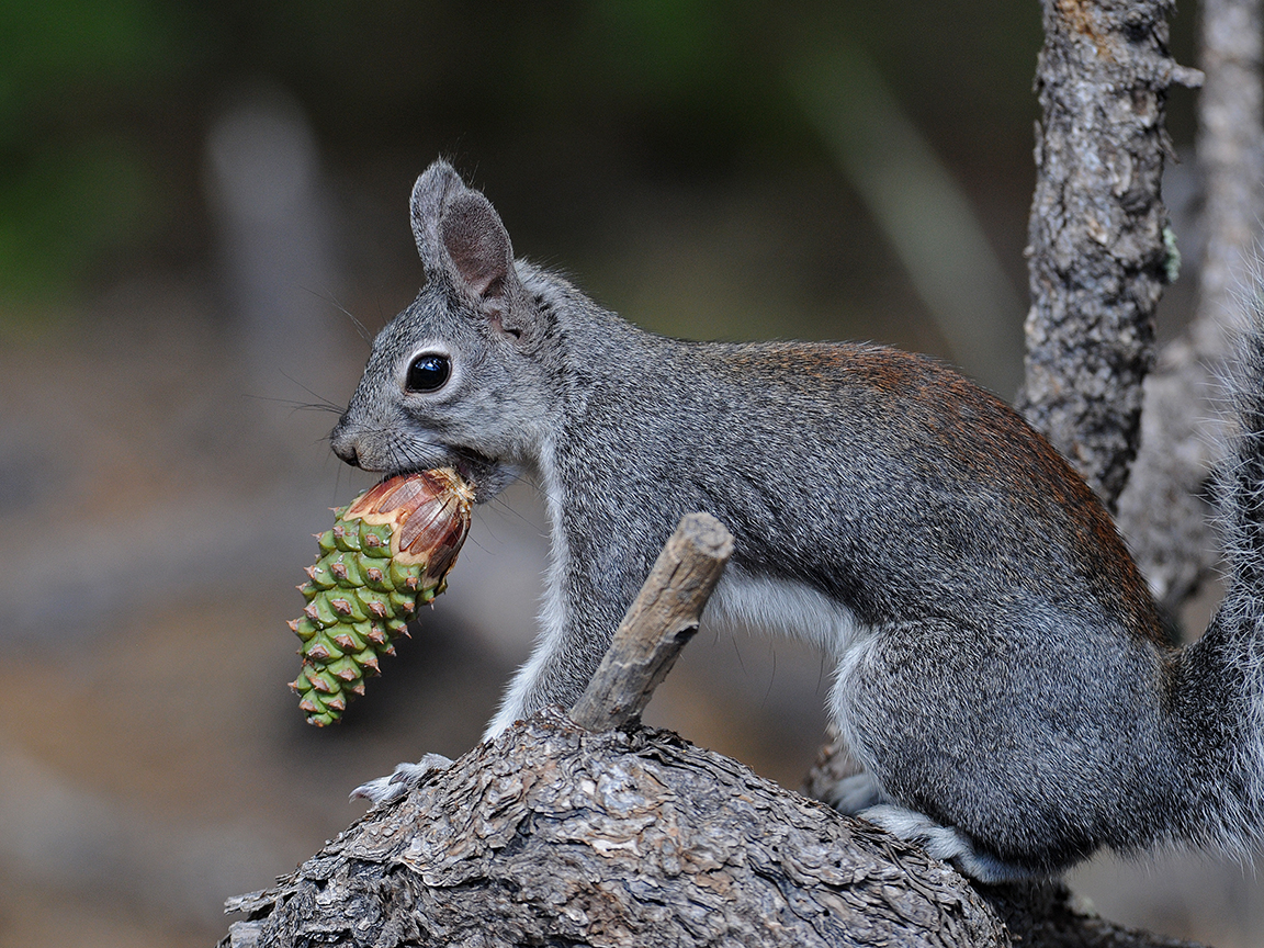 Squirrel ears deals