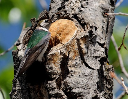 swallow at hole