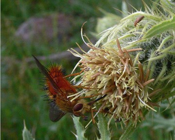 TACHNID FLY