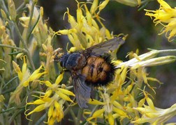 TACHNID FLY