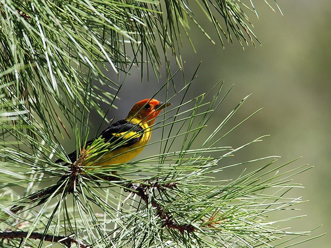 western tanager in pine western tanager in pine