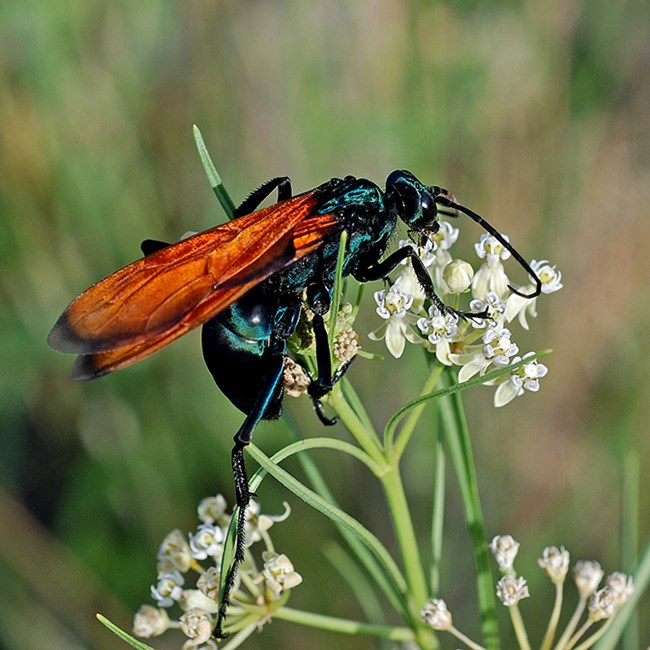 tarantula hawk on poison milkweed