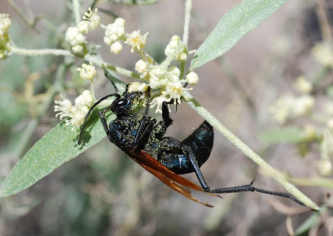 tarantula hawk