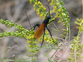 tarantula hawk tarantula hawk