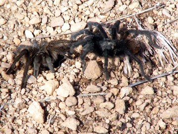 Tarantulas Meet