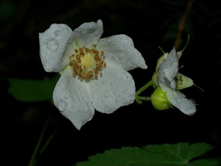 thimbelberry