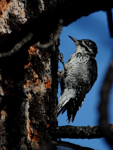 Three-toed woodpecker