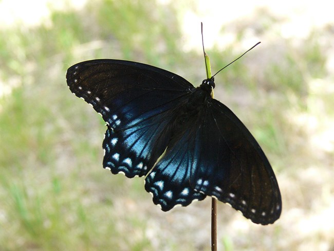 top of red spotted purple