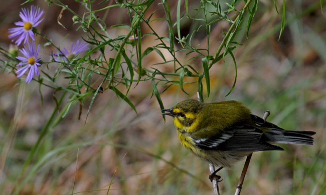 townsends-warbler