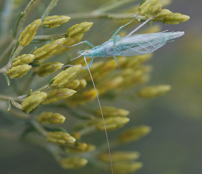 snowy tree cricket