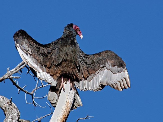 turkey vulture