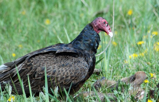 turkey vulture at elk carcass