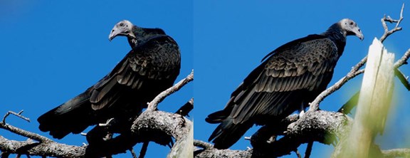 Young turkey vultures
