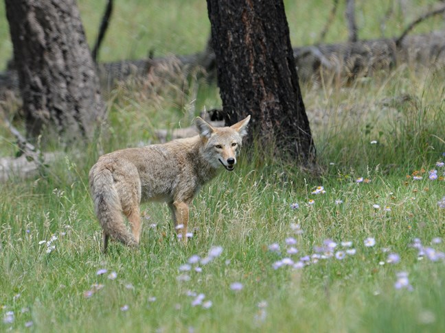 turn back coyote