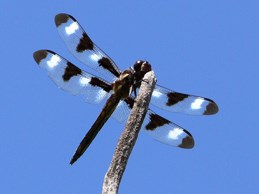 TWELVE-SPOTTED SKIMMER