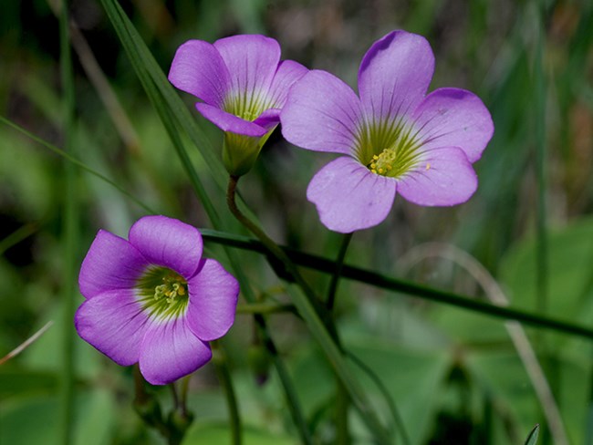 violet woodsorrel