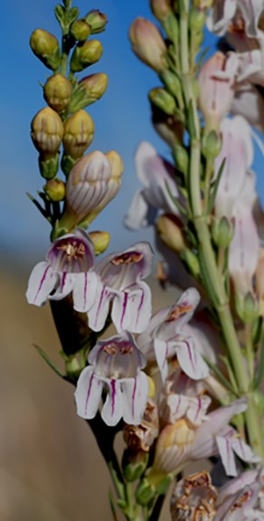 variegated penstemon cu