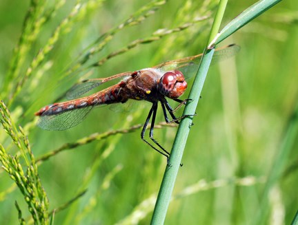 VARIEGATED MEADOWHAWK
