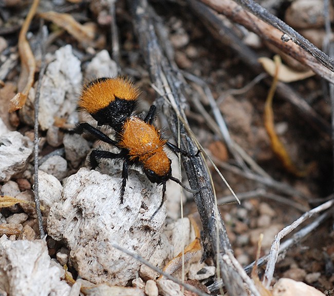 velvet ant