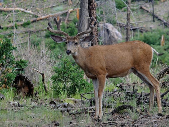 Mammals - Bandelier National Monument (U.S. National Park Service)