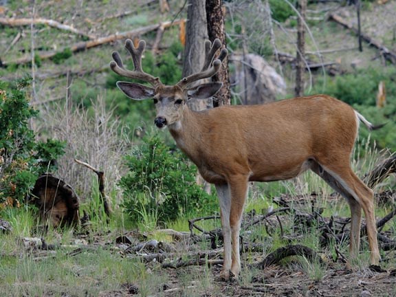 velvet buck velvet buck
