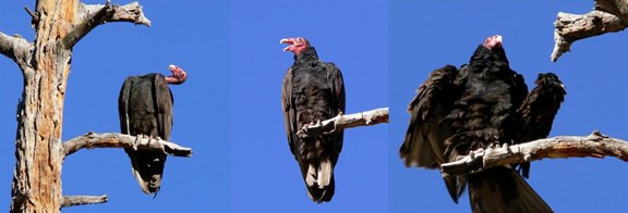 turkey vulture grooming