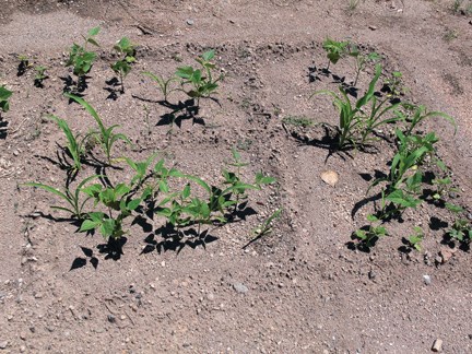 waffle garden with pumice mulch